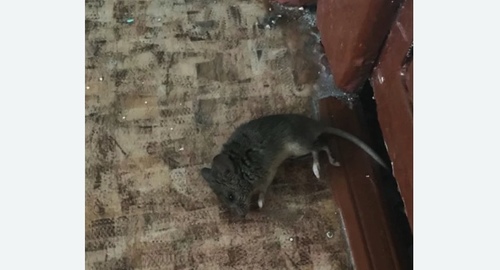 Дезинфекция от мышей в Копорье