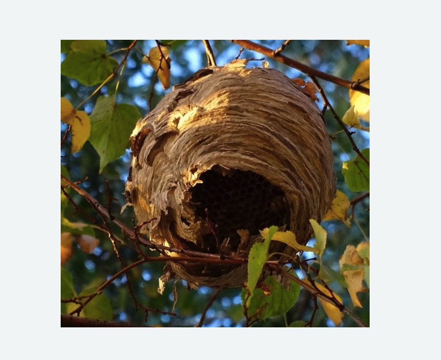 Обработка от шершней в Копорье