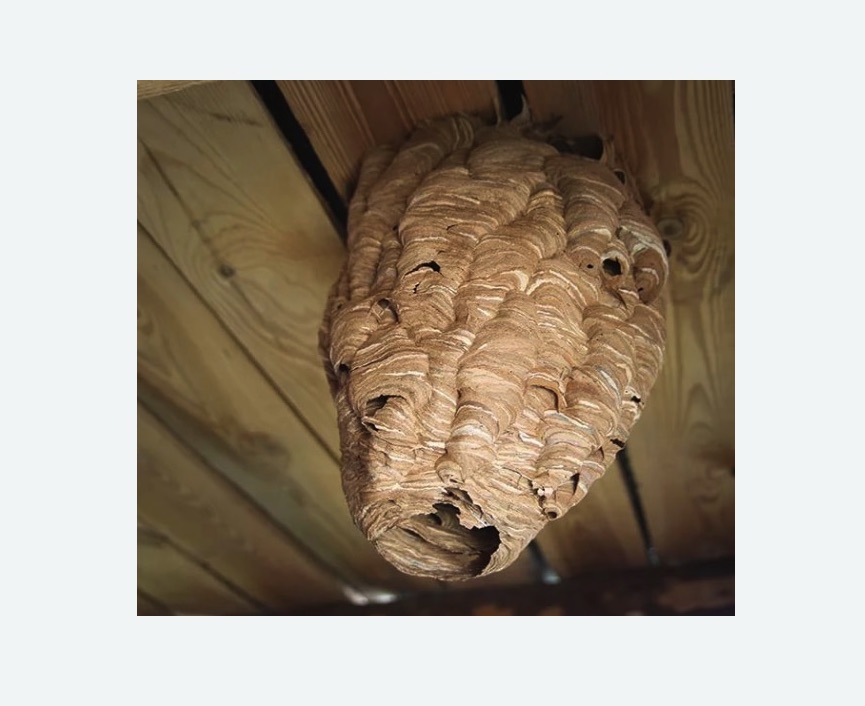 обработка от шершней в Копорье