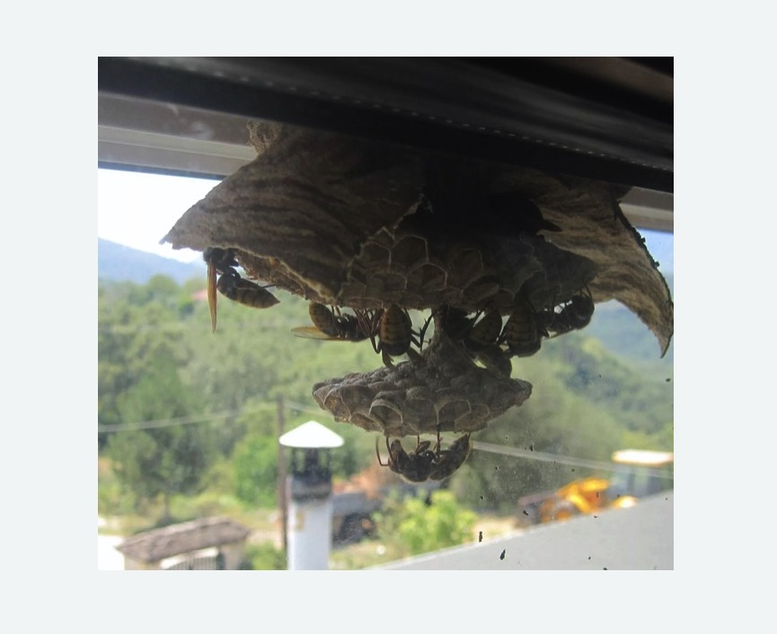 Уничтожение гнёзд шершней в Копорье