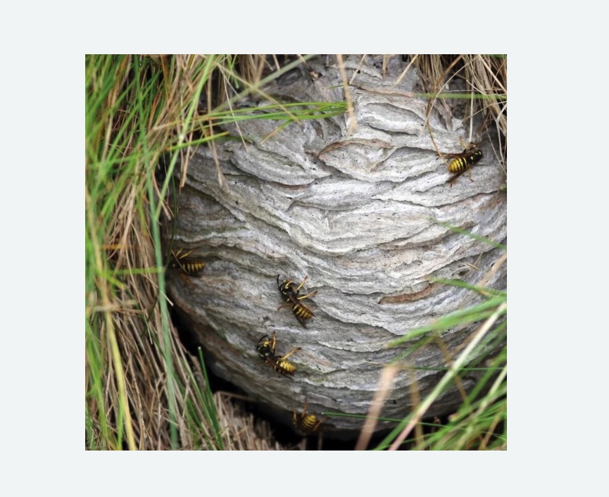 Уничтожение ос и ульев в Копорье